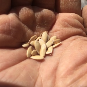 メロンです。種まき。