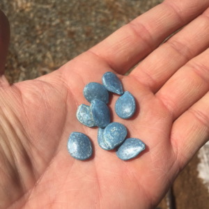 カボチャです。種まきしました。