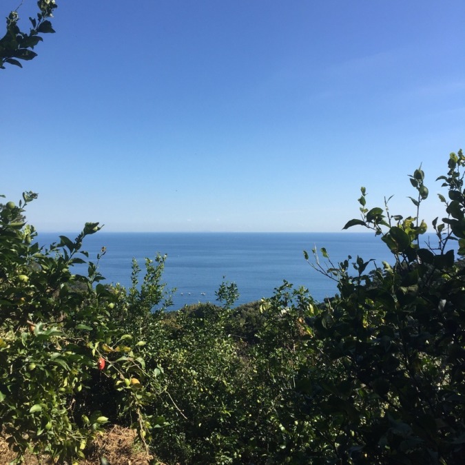 レモンです。日にあたる所にある実は、色づいてきました。