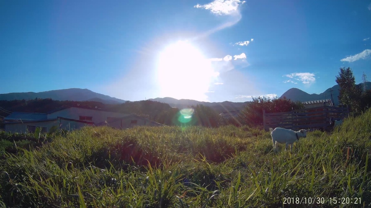 【タイムラプス】足柄こうさいじ with やぎ