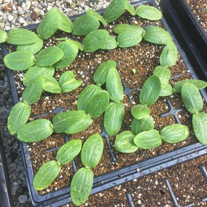 ズッキーニです。もうポット植え替えが必要な大きさに。