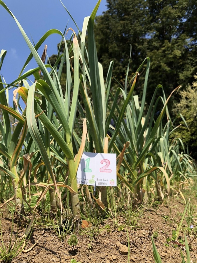 ビンゴ数字発表：4/26（No.8）