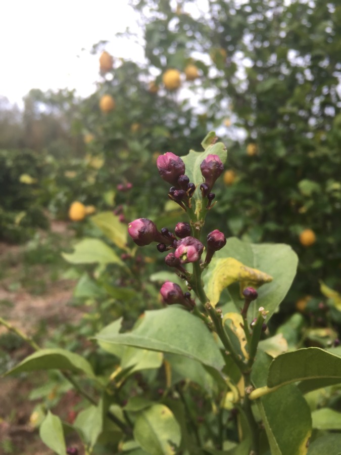 レモンです。蕾がたくさん。開花はいつかな？