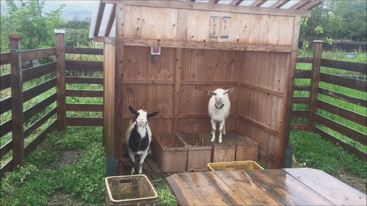 やぎ子です。あメ、じめじメは、いや。