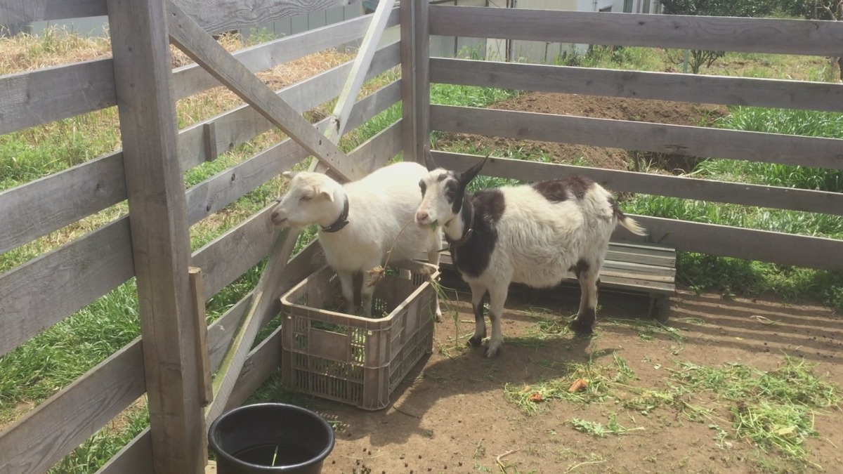 やぎ子です。人参の実を食べるとき・・・