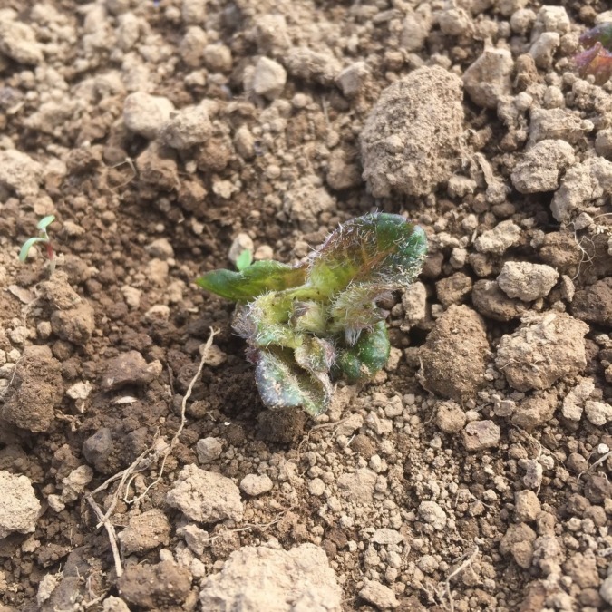 じゃがさんです。発芽。