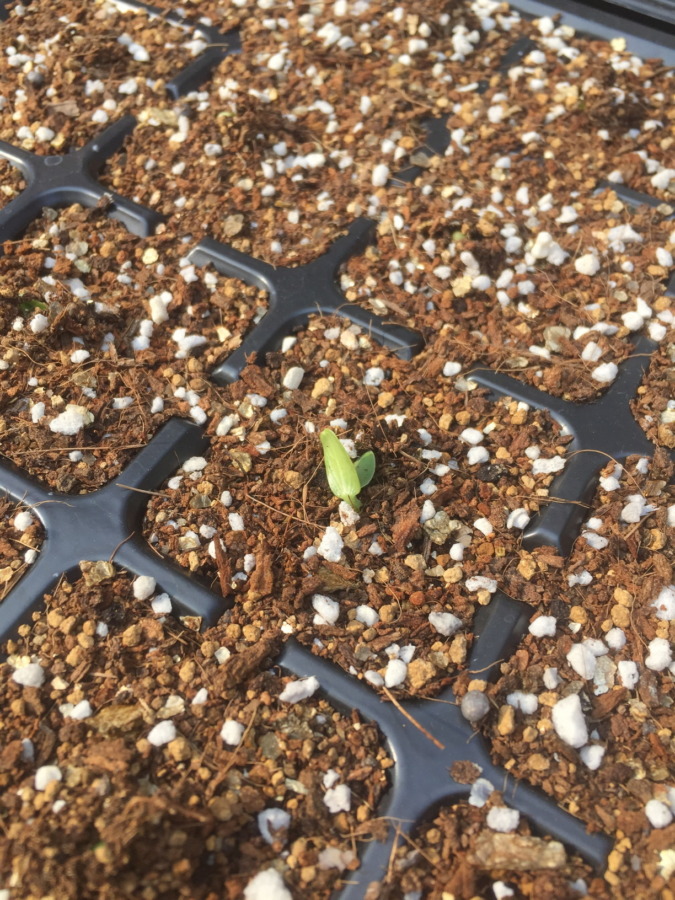 メロンです。発芽しました。4/16にまいた種です。