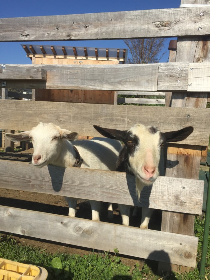 やぎ子です。ポカポカ陽気。