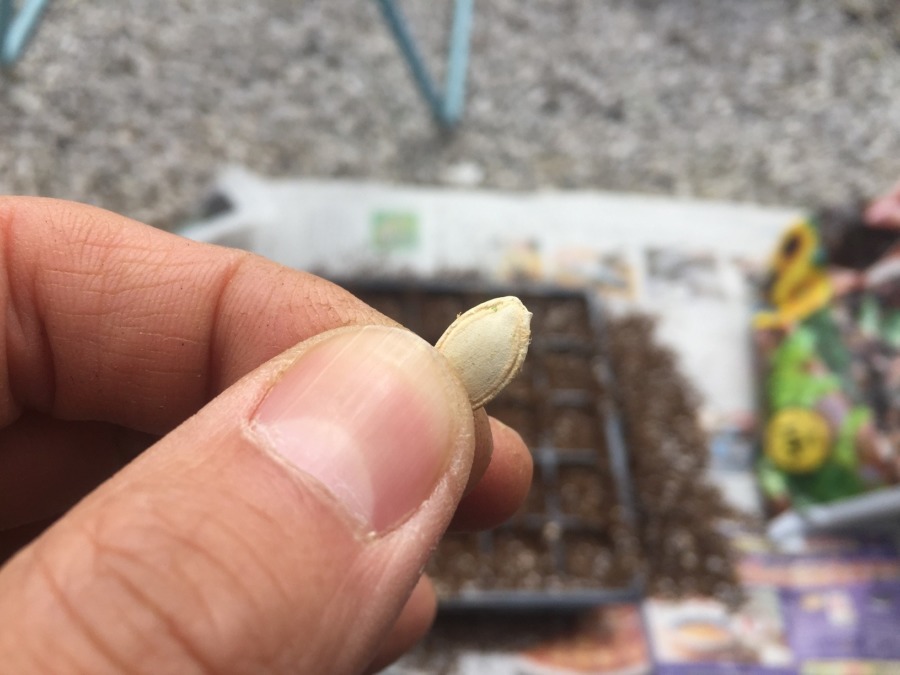 ズッキーニです。種まき。