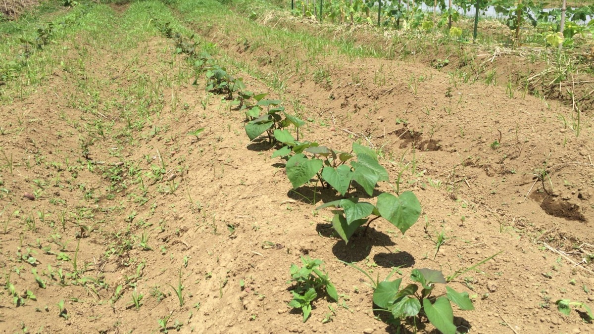 サツマイモです。