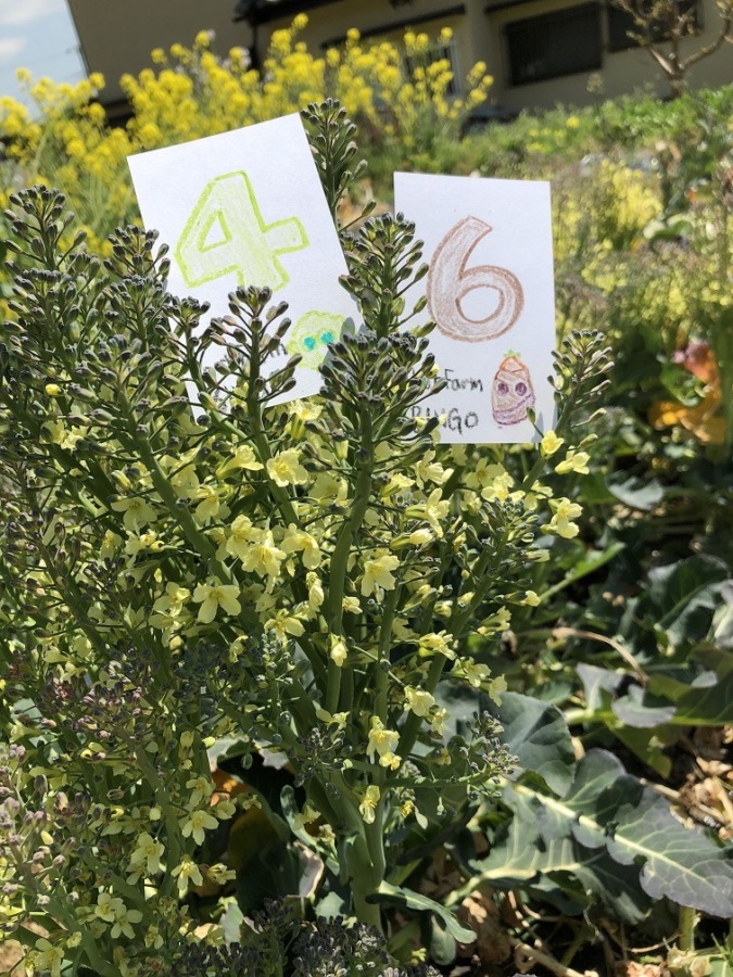 ビンゴ数字発表：4/24（No.6）