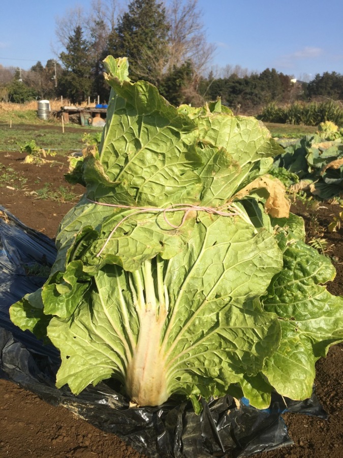 白菜です。でーんと、収穫期。