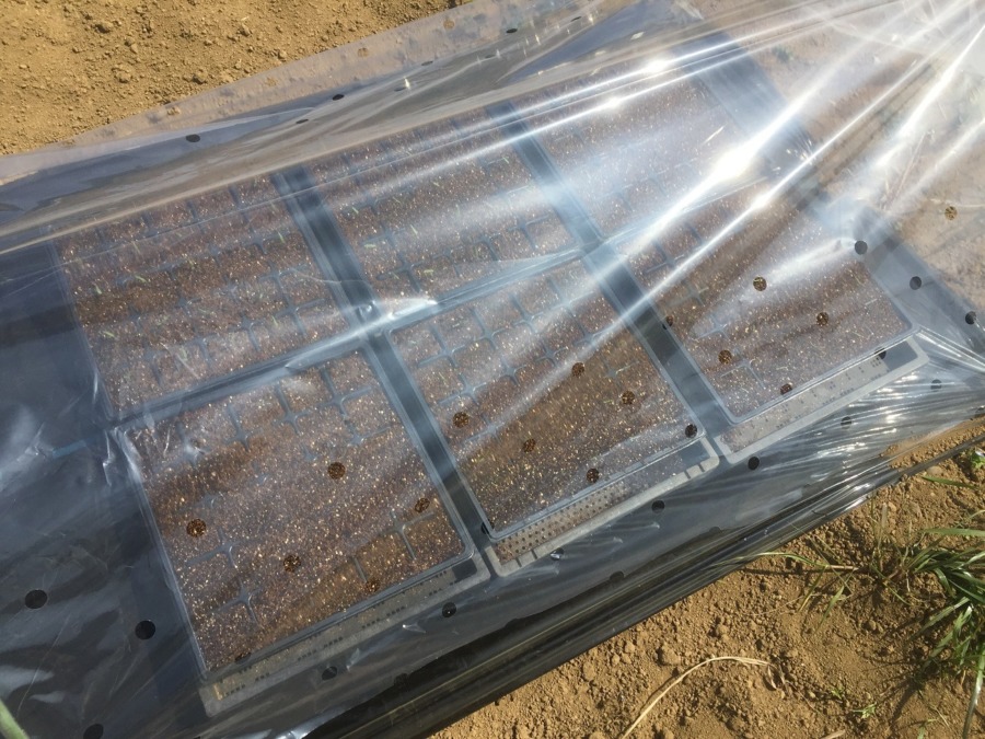 トマトです。育苗場所にお引越し。