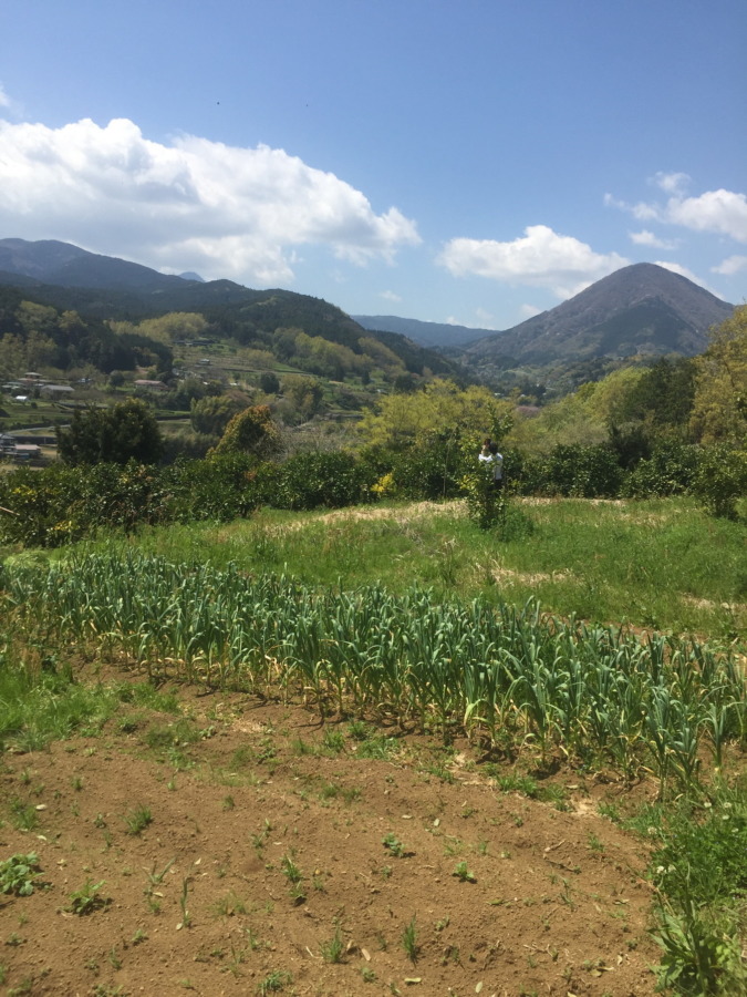 ニンニクです。順調な成長っぷりを見て。