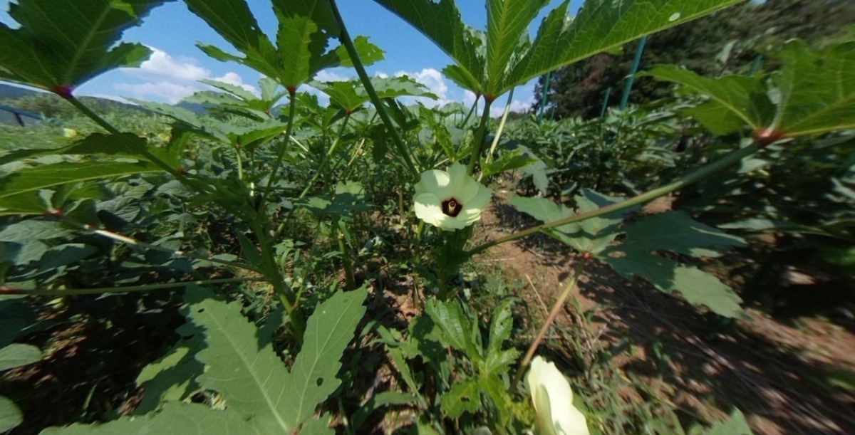 【VR】オクラの花からスタート。