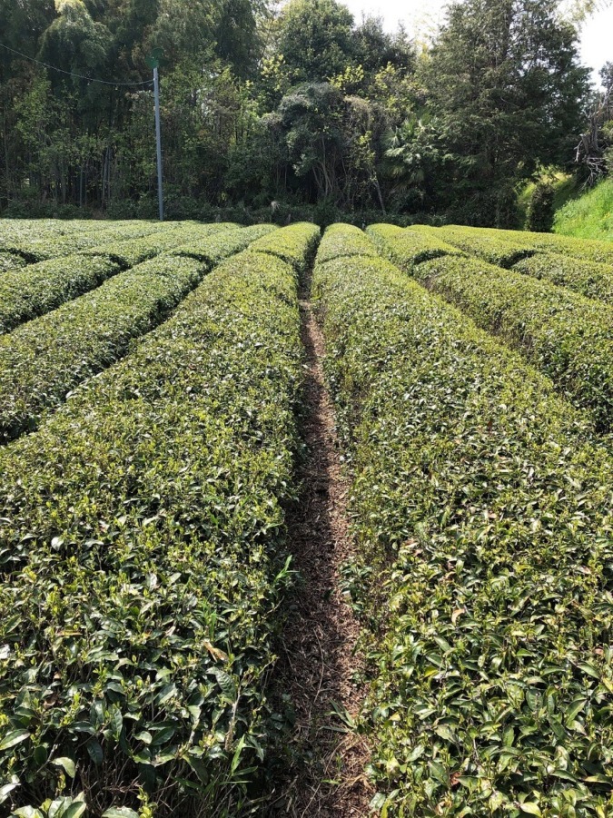 お茶です。だいぶ芽も伸び、お茶摘みへのカウントダウン。