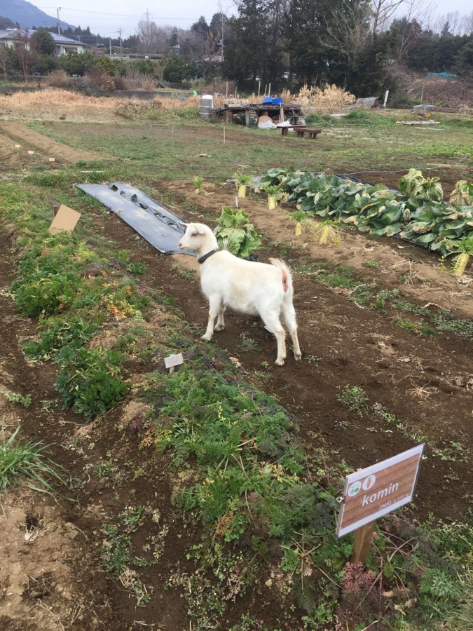 ルナです。フリー。