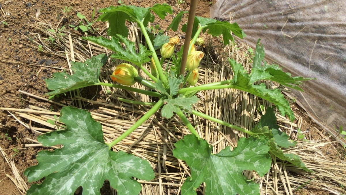 ズッキーニです。