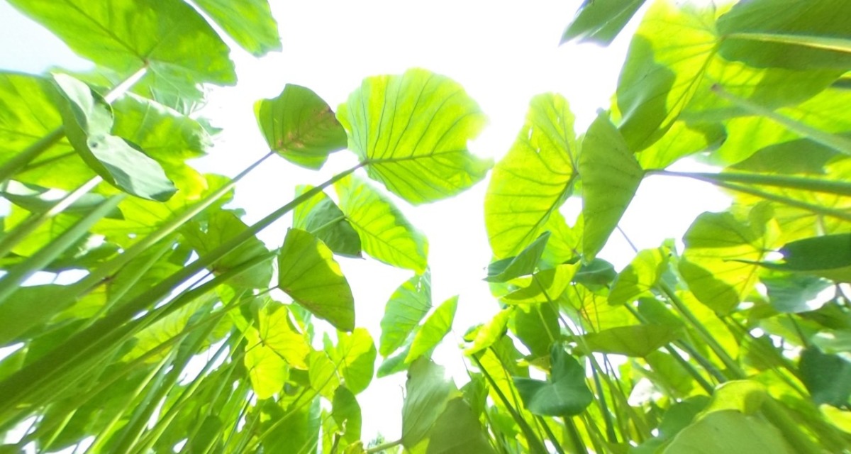 【VR】開成さかわ。里芋がご紹介。