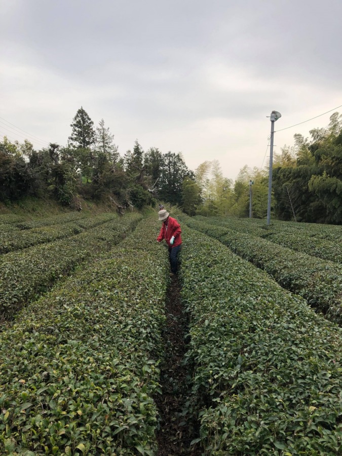 お茶です。春の施肥。