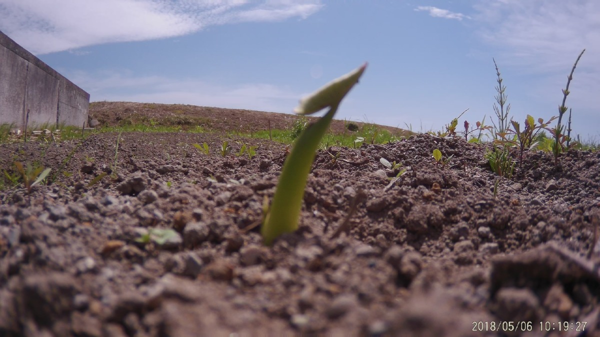 【タイムラプス】里芋です。ベイビーの一日。