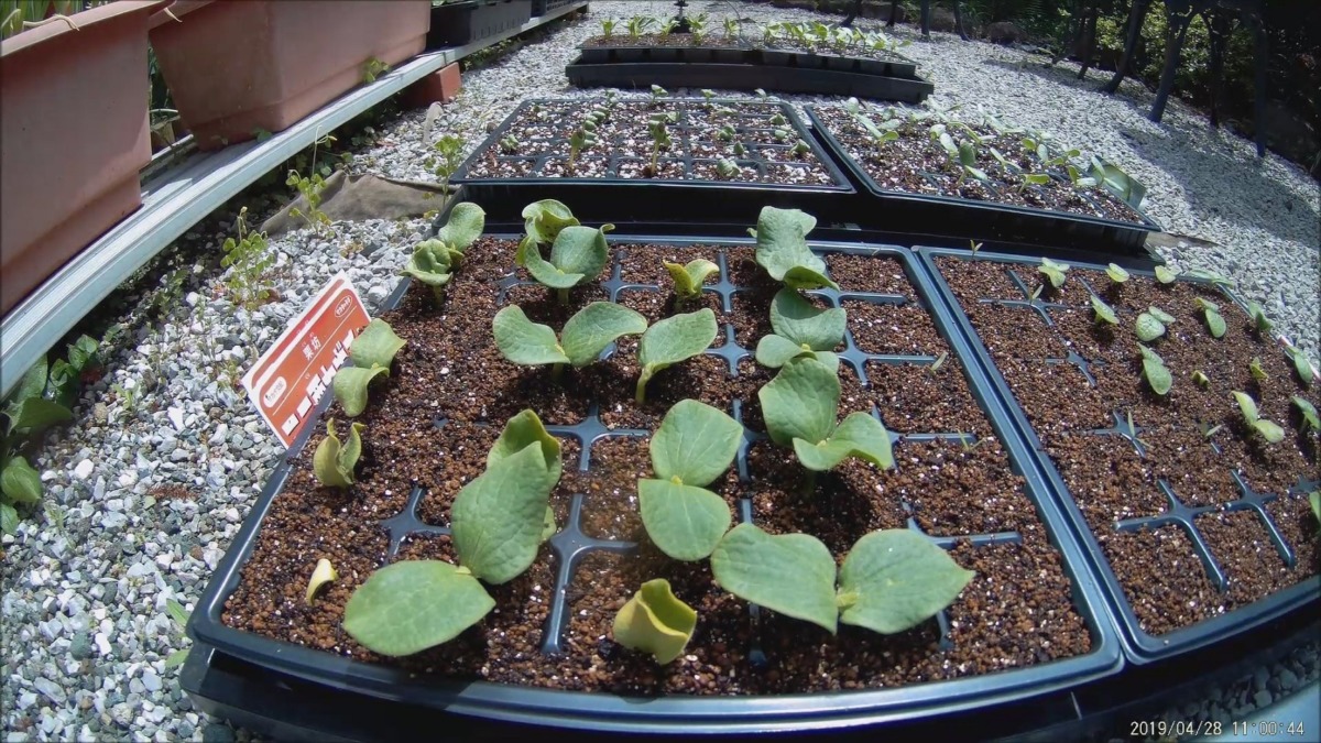 【タイムラプス】かぼちゃです。発芽の様子をどうぞ。