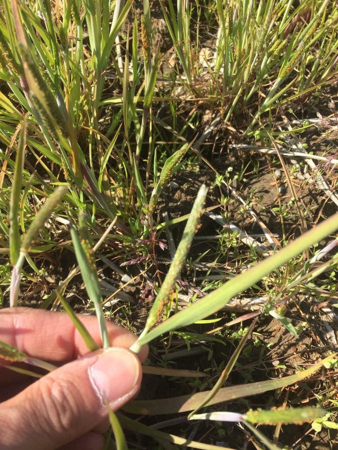 お米です。なんの草？