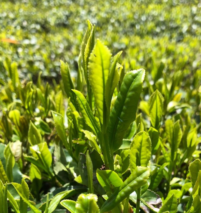 おちゃです。新芽も伸び、お茶摘みは来週かな！？