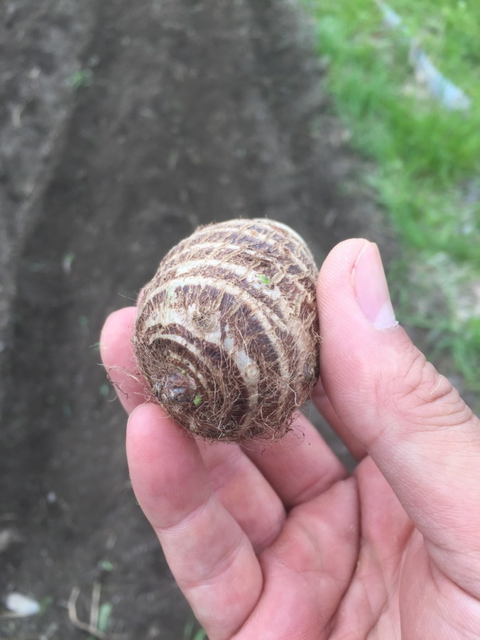 里芋です。種芋の植え付け。＠開成さかわ