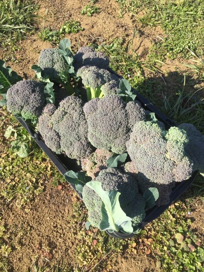 ブロッコリーです。収穫。