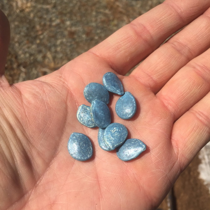 カボチャです。種まきしました。