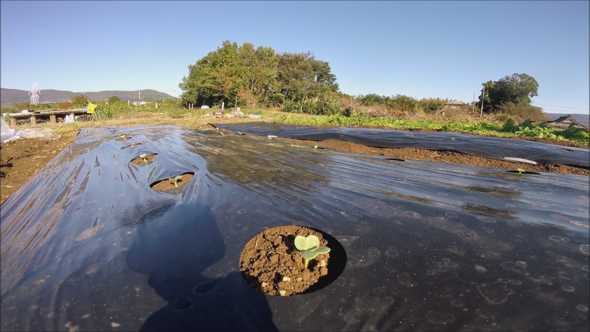 【タイムラプス】大根です。貴重な発芽の様子。