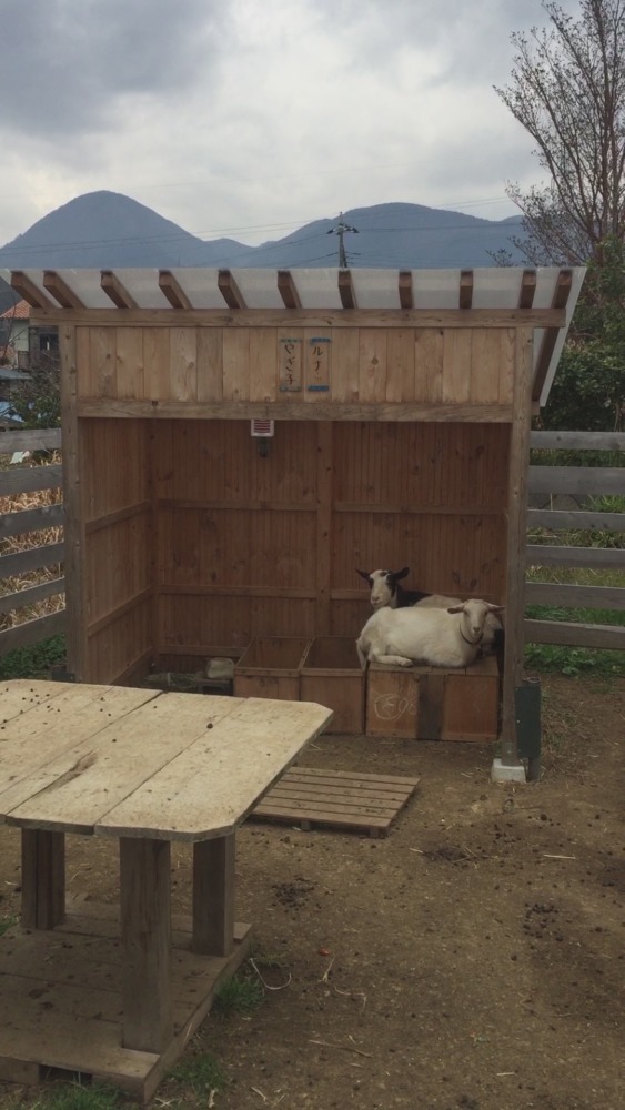 やぎ子です。ルナと。