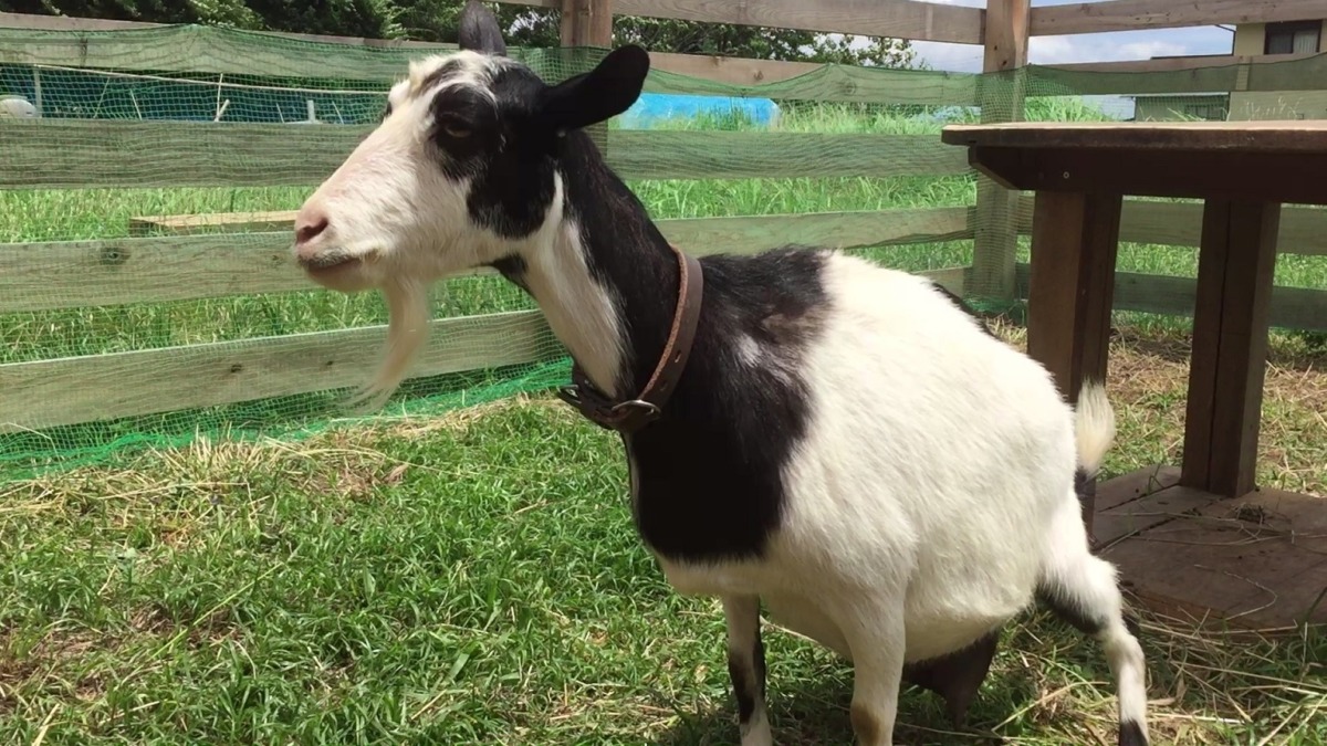 やぎ子です。
