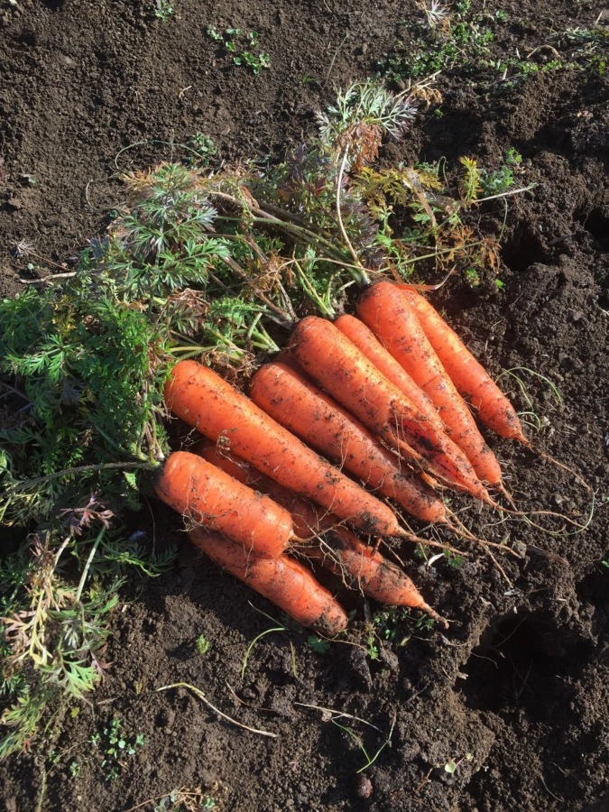 人参です。美味しそう。