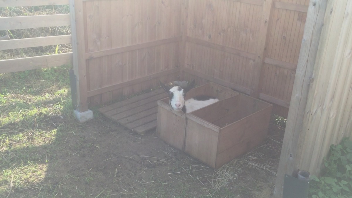 やぎ子です。微睡み（まどろみ）ます。