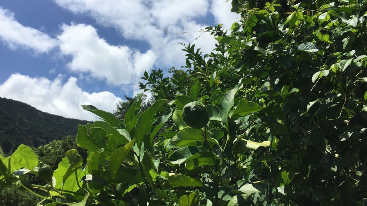 レモンです。暑い夏。実の色は、まだ真緑。