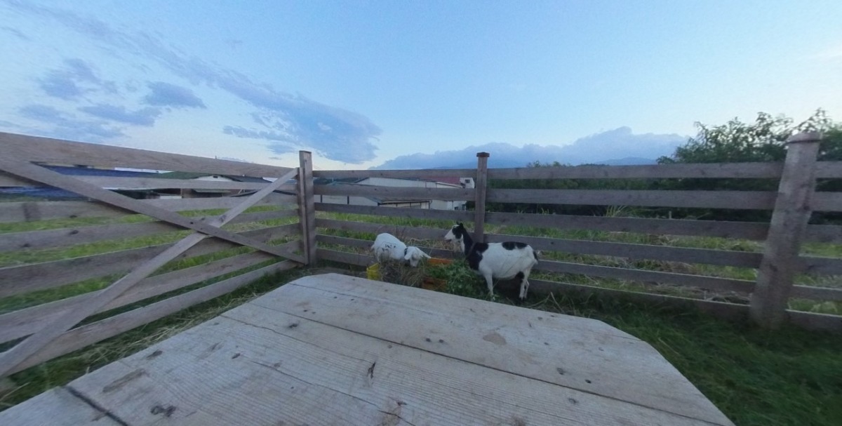 【VR】夕暮れのヤギ、360°。