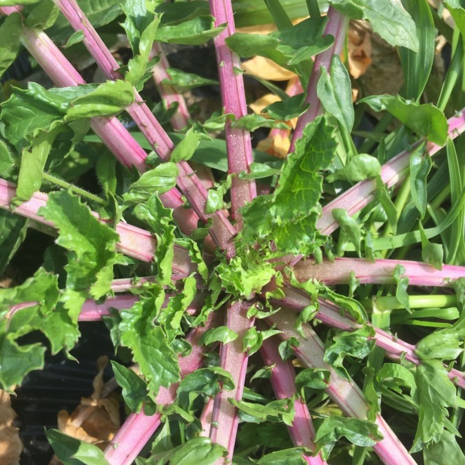 大根です。「あやめっ娘」の茎は、紫。