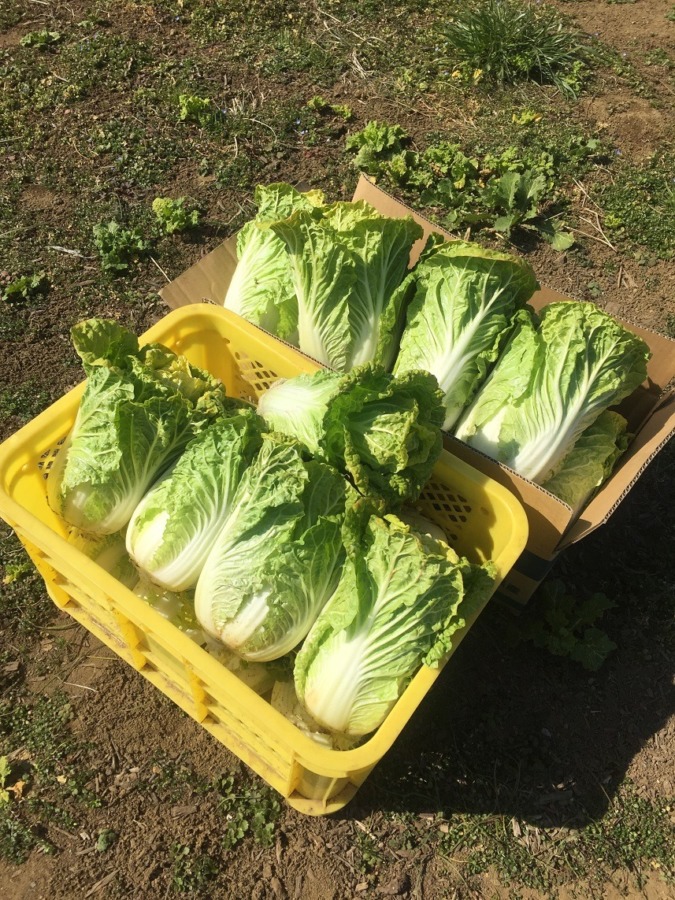 ミニ白菜。収穫。