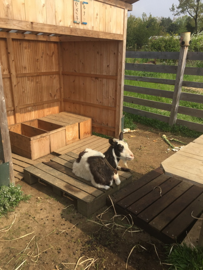 やぎ子です。朝ののんびりタイム。