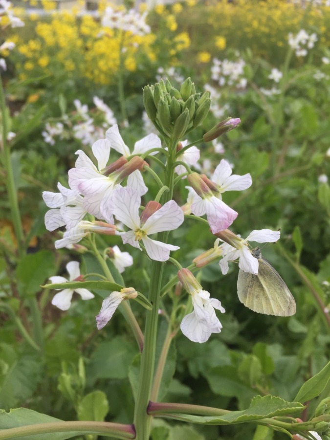 大根です。白い花と蝶。