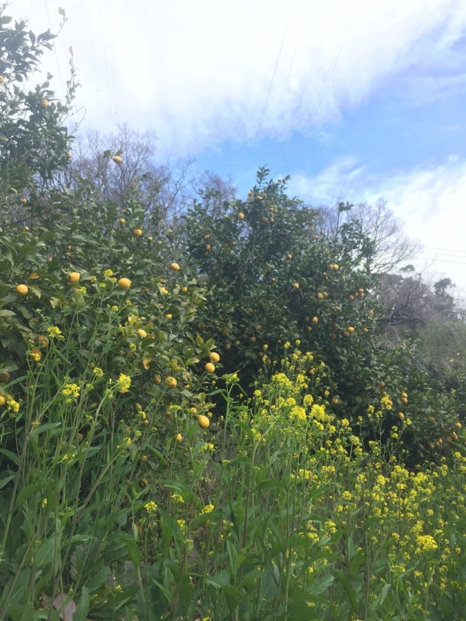レモンです。早春の収穫。菜の花とレモンの黄色。