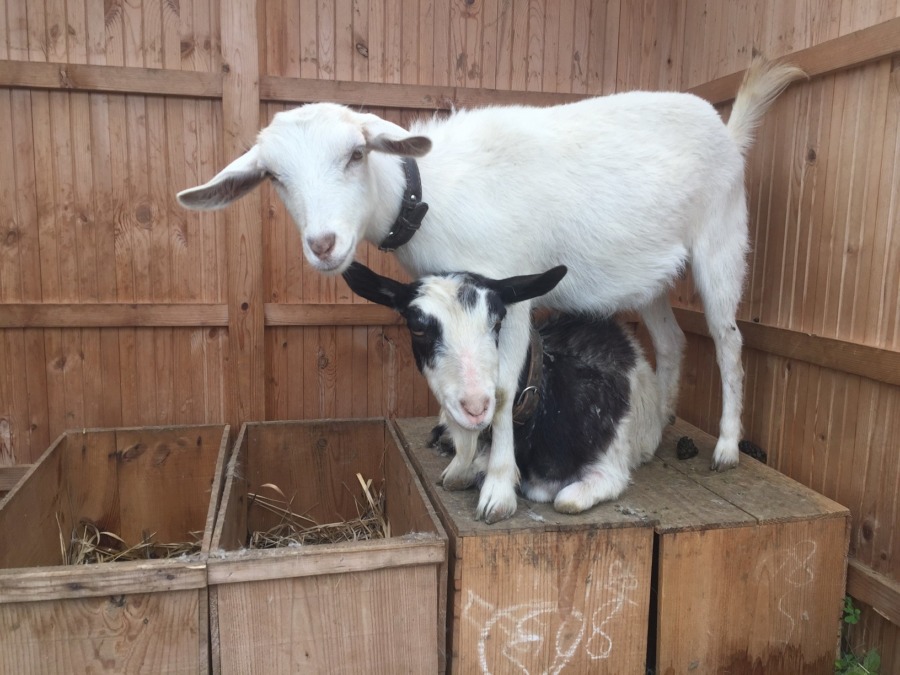 ルナです。母娘プロレス！？