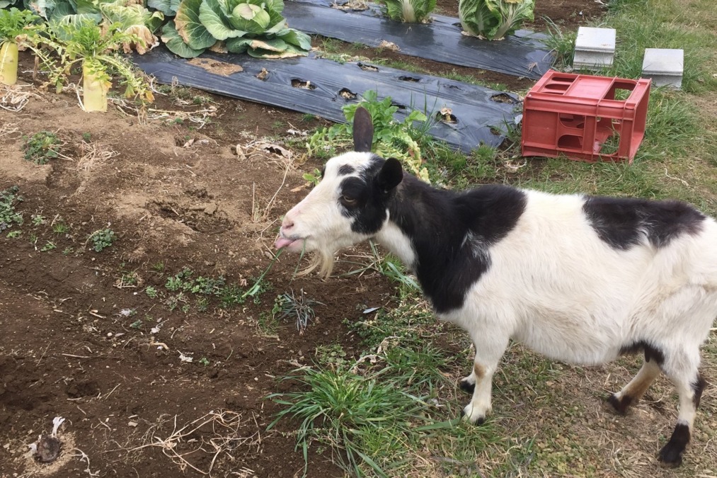 やぎ子です。フリー。