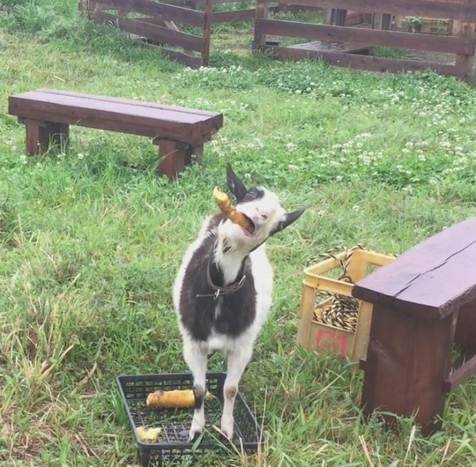 やぎ子です。人参を頬張ります。