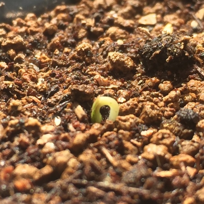 ピーマンです。あと少し