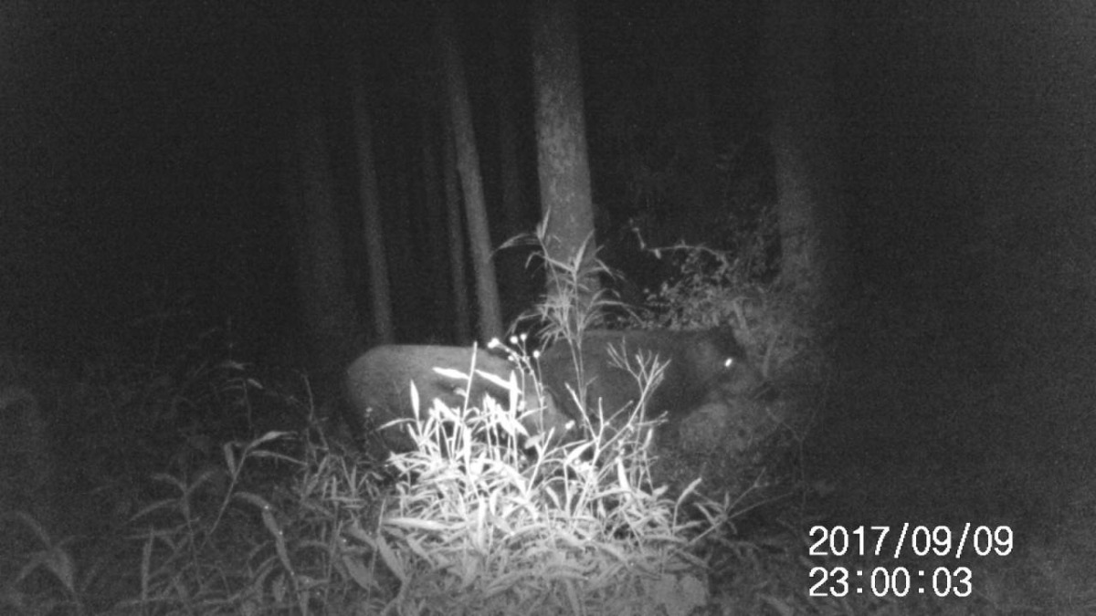 猪です。深夜の「もののけ」ムービー。