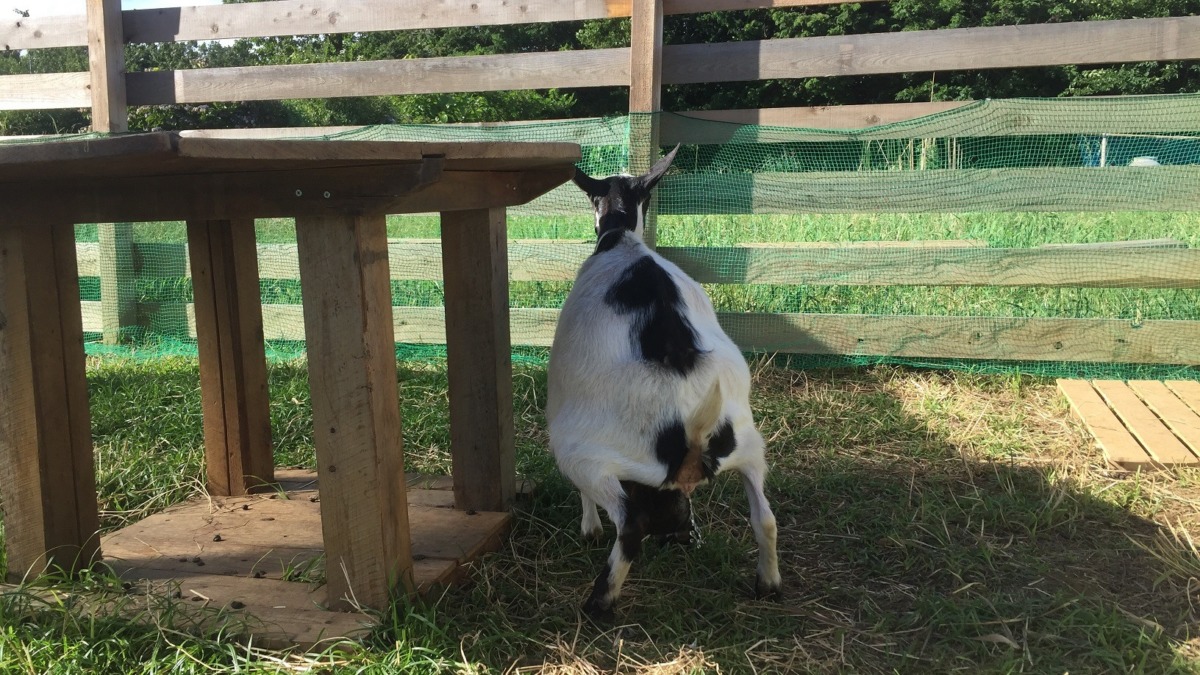 やぎ子です。何のポーズでしょう？