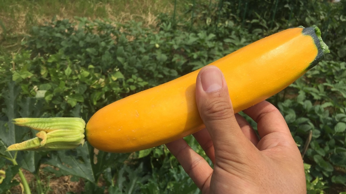 ズッキーニです。”ゴールドトスカ”収穫。